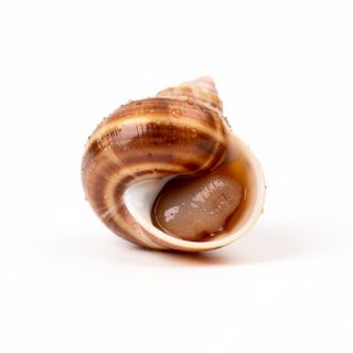 Periwinkle